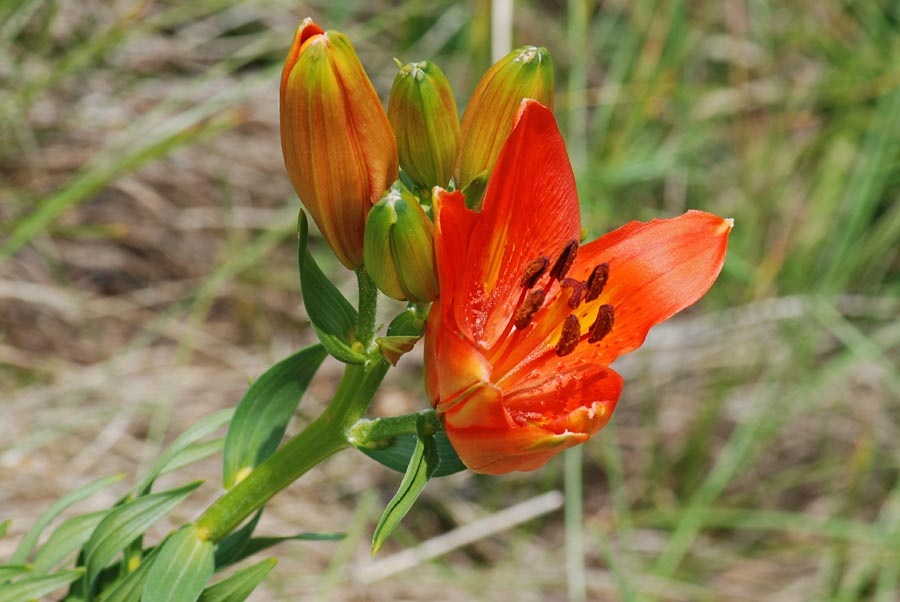 Lilium bulbiferum